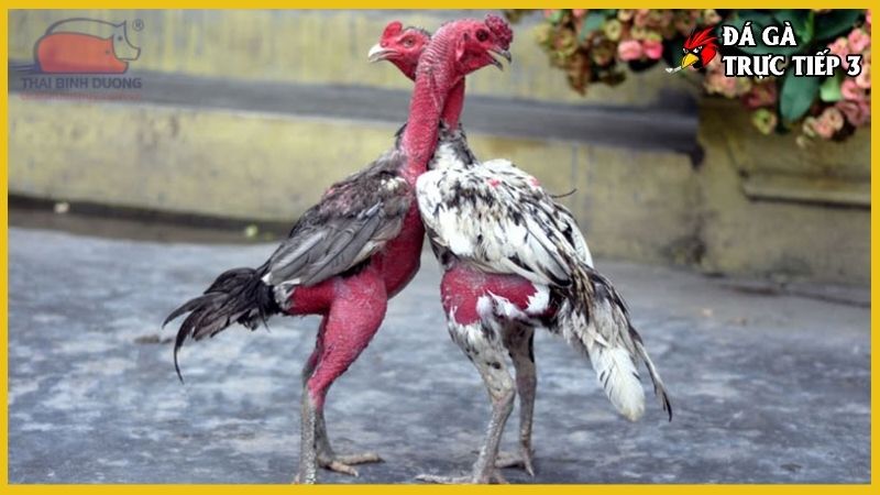 Bạn biết gì về gà chọi?