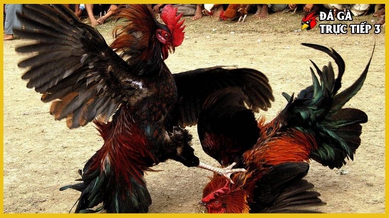 Gà ba hàng vảy - Làm sao để chọn được một con gà đá hay 7 Bí kíp chăm gà 3 hàng vảy đạt chuẩn
