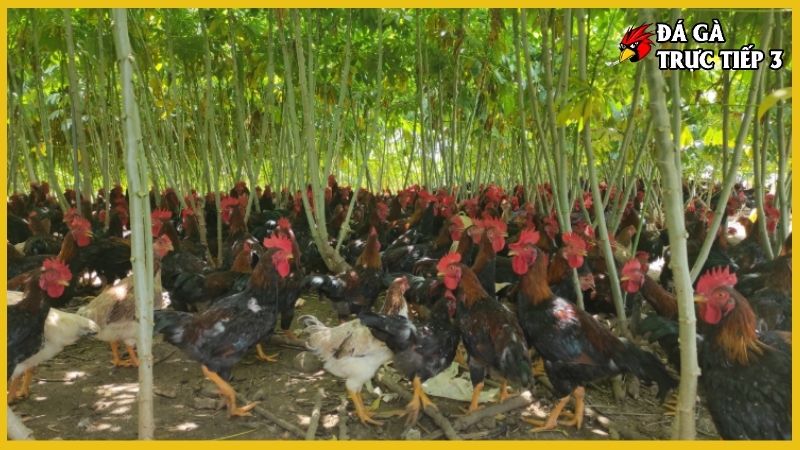 Bí quyết nuôi gà tre khỏe mạnh, đạt chất lượng cao 6 Bí quyết nuôi gà tre khỏe mạnh qua kỹ thuật chăm sóc