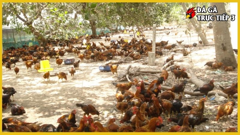 Bí quyết nuôi gà tre khỏe mạnh, đạt chất lượng cao 5 Bí quyết nuôi gà tre qua chế độ dinh dưỡng
