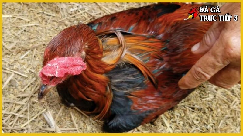 Bệnh phổi ở gà - Nguyên nhân, triệu chứng và cách điều trị 7 Cách điều trị bệnh phổi cho gà