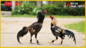 Cách lên cựa gà tre
