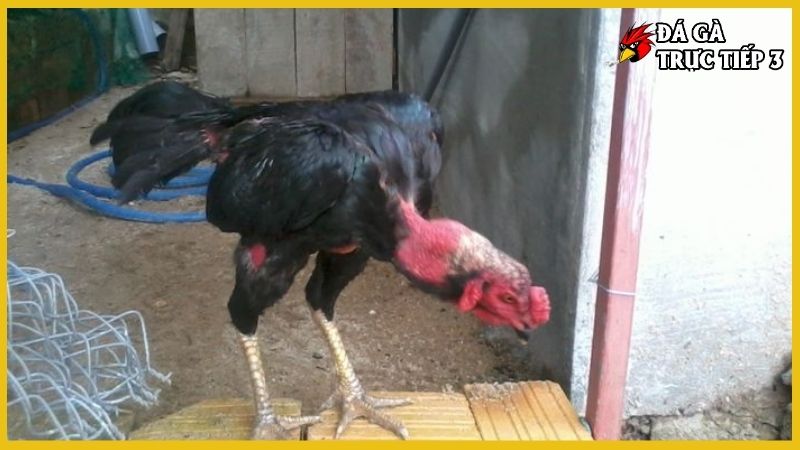 Cách nuôi gà đá tơ - Kỹ thuật chăm sóc đúng cách, hiệu quả 7 Cách nuôi gà đá tơ cho sư kê