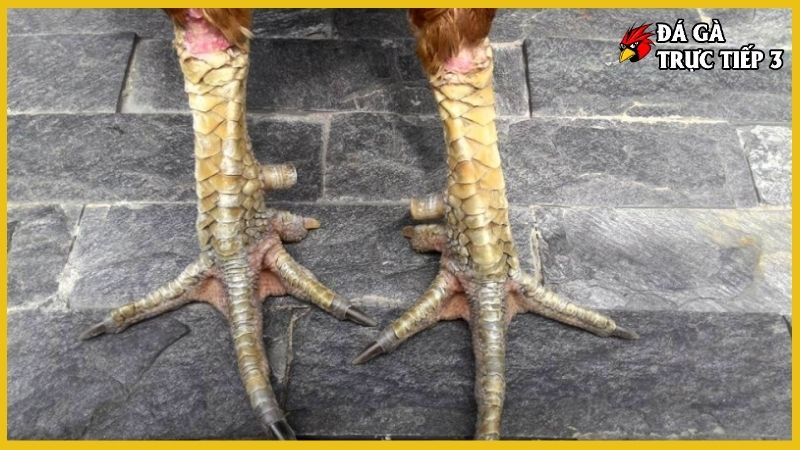 Cách xem chân gà chọi - Nhận biết những chiến binh xuất sắc 6 Cách xem chân gà chọi qua độ cứng của chân