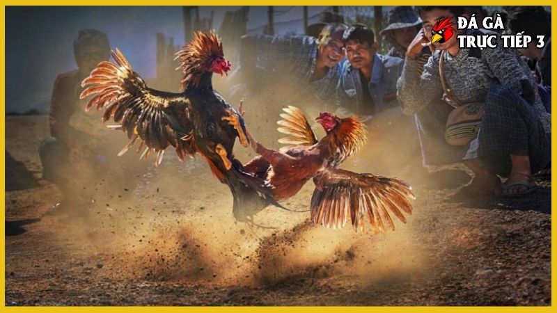Đá gà cựa sắt - Kiến thức nuôi gà hay chuẩn kinh kê 7 Chăm sóc đá gà cựa sắt hiệu quả