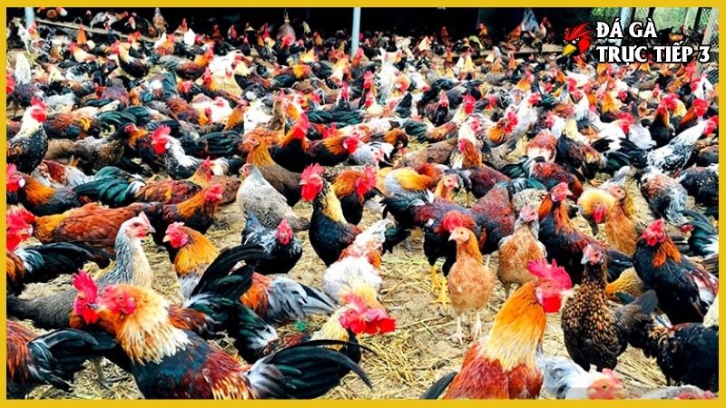 Kỹ thuật nuôi gà thả vườn - Bí kíp làm giàu nhanh chóng 6 Chọn khu vực để nuôi gà