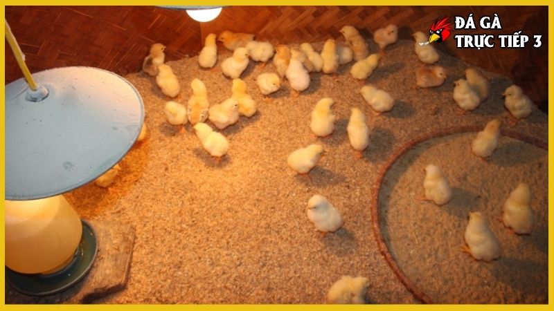 Kỹ thuật úm gà con - Chuyên môn chăn nuôi gà khỏe mạnh 6 Chuồng úm gà thế nào mới đảm bảo?