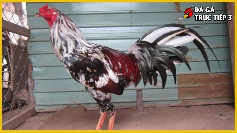 Gà ngũ sắc chân trắng - Nét đẹp kiên cường văn hóa dân gian 7 Điều kiện chuồng trại đạt chuẩn nuôi gà