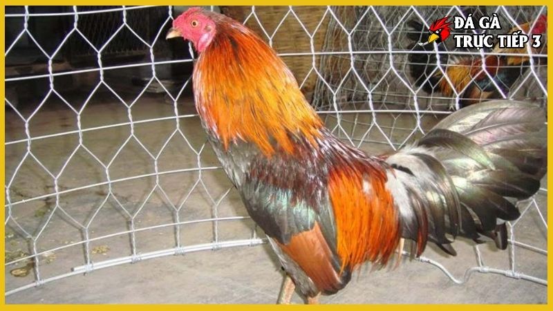 Gà tre đá cựa - Kỹ thuật chọn và chăm sóc gà đúng cách 7 Dinh dưỡng gà tre cho sức khỏe dẻo dai