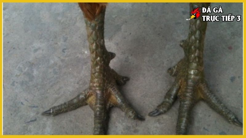 Gà ba hàng vảy - Làm sao để chọn được một con gà đá hay 6 Gà 3 hàng vảy tính cách nhạy bén, thông minh