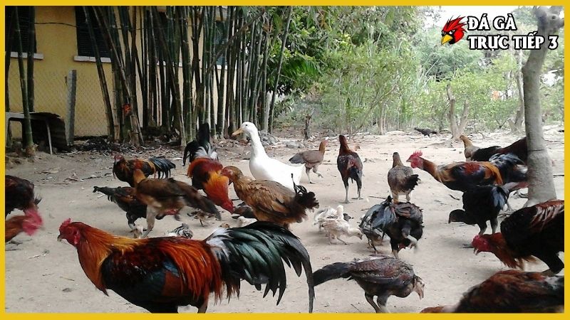 Gà Chợ Lách - Gà chọi hay nhất Việt Nam