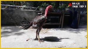 Gà ba hàng vảy