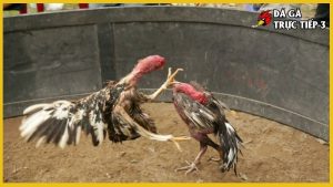 Gà chọi hay nhất Việt Nam