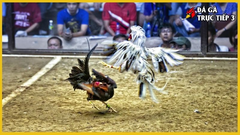 Nên chơi đá gà trực tuyến trên mạng ở đâu an toàn? 5 Hiểu về đá gà trực tuyến trên mạng