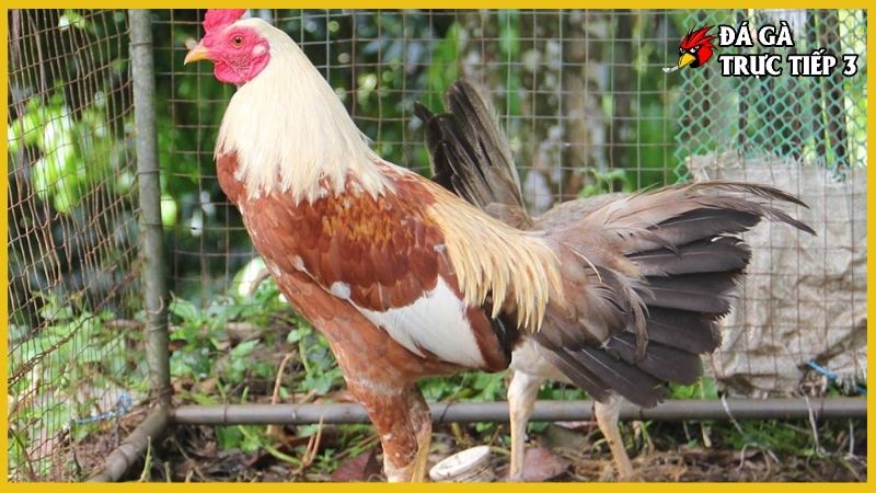 Gà tre đá cựa - Kỹ thuật chọn và chăm sóc gà đúng cách 5 Hiểu về gà tre đá cựa