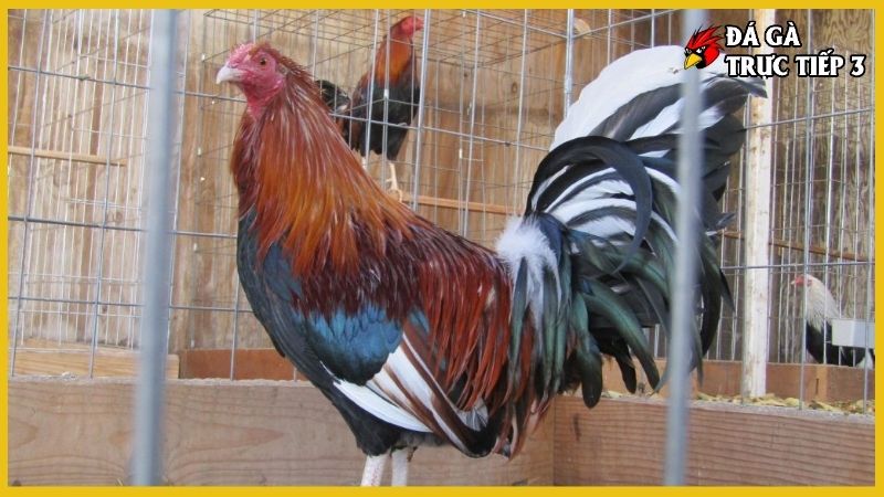 Gà tre đá cựa - Kỹ thuật chọn và chăm sóc gà đúng cách 6 Huấn luyện gà tre đá cựa chuẩn kinh kê