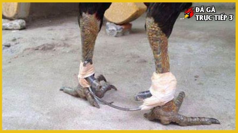 Cách lên cựa gà tre - Phương pháp tối ưu khả năng chiến đấu 6 Hướng dẫn chính xác cách lên cựa gà tre