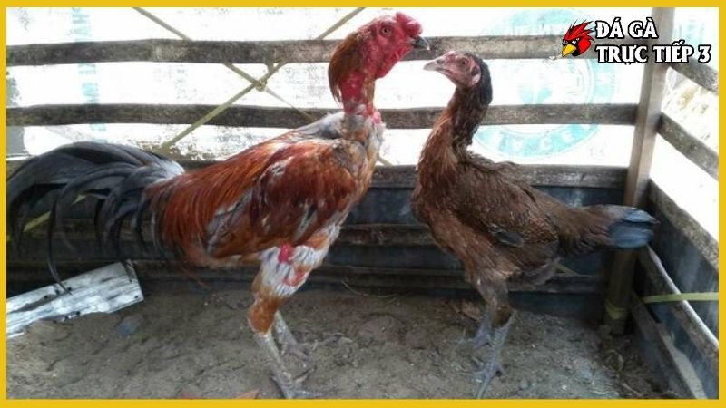 Cách nuôi gà đá tơ - Kỹ thuật chăm sóc đúng cách, hiệu quả 5 Khái niệm về gà tơ là sao?