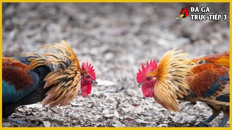 Xem vảy gà Cao Lãnh chuẩn kinh kê không phải ai cũng biết 7 Khi xem vảy gà Cao Lãnh cần chú ý những gì?