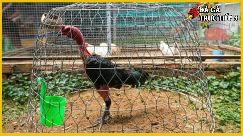 Cách xem chân gà chọi - Nhận biết những chiến binh xuất sắc 7 Kinh nghiệm chăm sóc đôi chân ở gà chọi