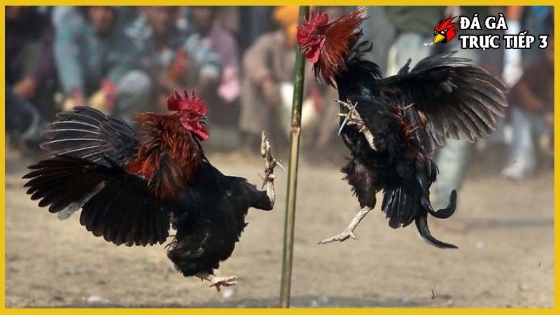 Gà chọi mào cờ - Sự khác biệt tạo nên thần thái chiến kê 7 Kỹ thuật huấn luyện phát huy hết khả năng ở gà