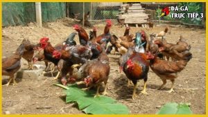 Kỹ thuật nuôi gà thả vườn