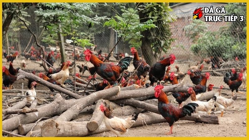 Kỹ thuật nuôi gà thả vườn - Bí kíp làm giàu nhanh chóng 7 Kỹ thuật nuôi gà thả vườn hiệu quả qua chế độ dinh dưỡng