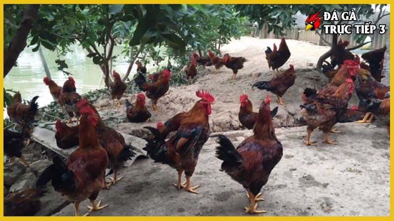 Kỹ thuật nuôi gà thả vườn - Bí kíp làm giàu nhanh chóng 5 Kỹ thuật nuôi gà thả vườn qua việc chọn giống