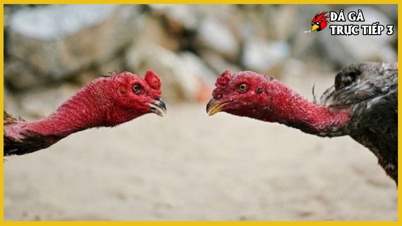 Cách nuôi gà đá tơ - Kỹ thuật chăm sóc đúng cách, hiệu quả 6 Môi trường sống cho gà đá tơ