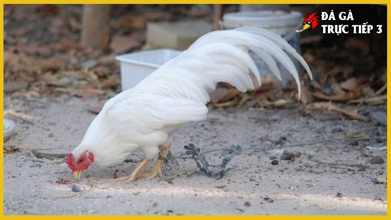 Gà nhạn chân trắng - Giống gà thúc đẩy kinh tế nhanh chóng 6 Môi trường sống đảm bảo cho gà nhạn chân trắng