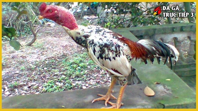 Gà ngũ sắc chân trắng - Nét đẹp kiên cường văn hóa dân gian 6 Nằm lòng kinh nghiệm nuôi gà chuẩn sư kê