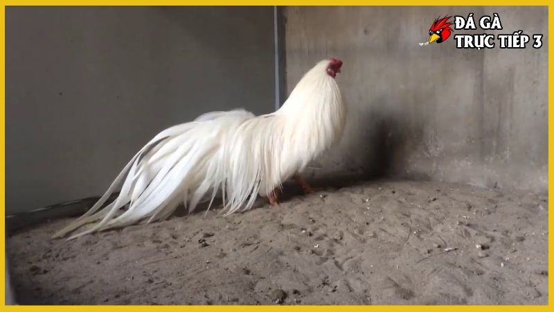 Gà nhạn chân trắng - Giống gà thúc đẩy kinh tế nhanh chóng 7 Nên tiêm phòng đầy đủ cho gà phát triển mạnh khỏe