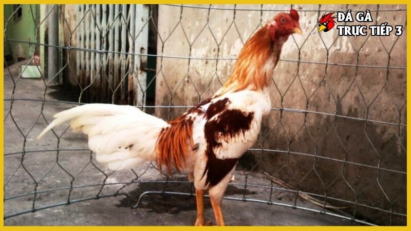 Gà ngũ sắc chân trắng - Nét đẹp kiên cường văn hóa dân gian 5 Nét đẹp hình thể gà ngũ sắc chân trắng