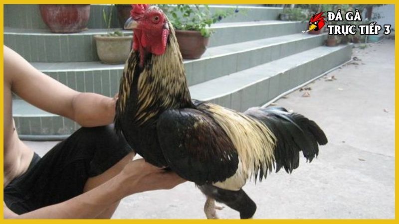 Xem vảy gà Cao Lãnh chuẩn kinh kê không phải ai cũng biết 5 Nhận biết gà Cao Lãnh qua vảy gà
