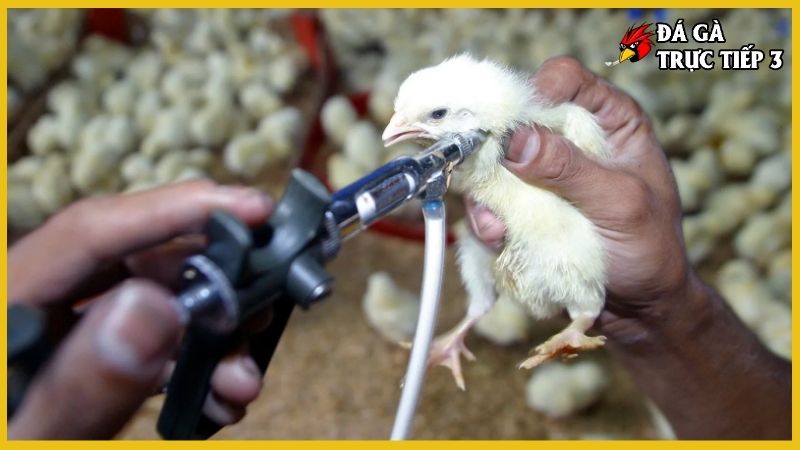 Kỹ thuật úm gà con - Chuyên môn chăn nuôi gà khỏe mạnh 7 Phòng bệnh, tiêm vacxin cũng là yếu tố nên chú ý