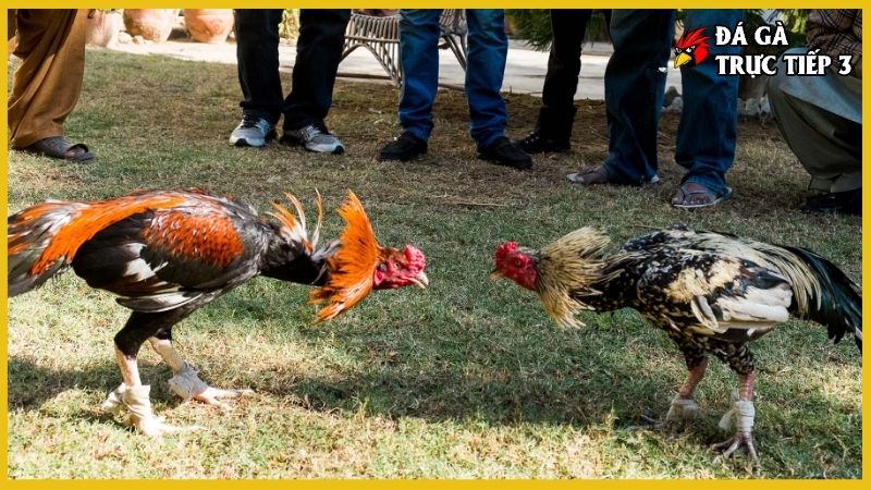 Đá gà cựa sắt - Kiến thức nuôi gà hay chuẩn kinh kê 6 Sức khỏe, thể lực rất quan trọng các trận đá gà cựa sắt