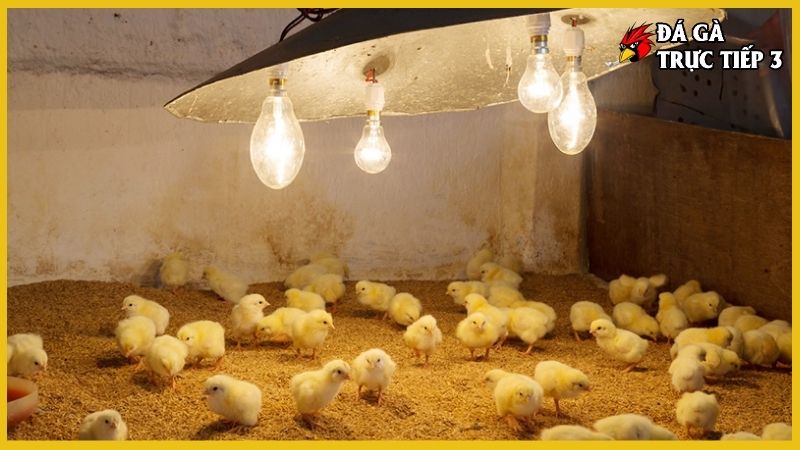 Kỹ thuật úm gà con - Chuyên môn chăn nuôi gà khỏe mạnh 5 Tầm quan trọng của kỹ thuật úm gà con