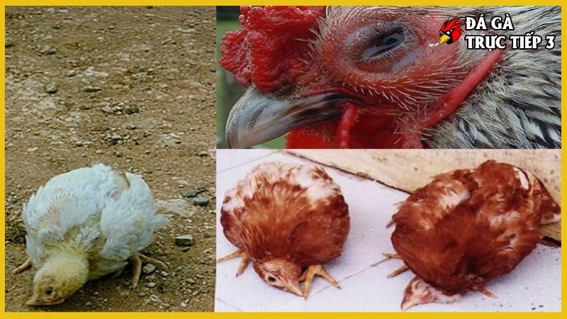 Bệnh phổi ở gà - Nguyên nhân, triệu chứng và cách điều trị 6 Triệu chứng khi gà mắc bệnh phổi
