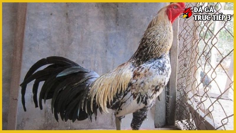 Xem vảy gà Cao Lãnh chuẩn kinh kê không phải ai cũng biết 6 Xem vảy gà Cao Lãnh qua loại vảy cuốn
