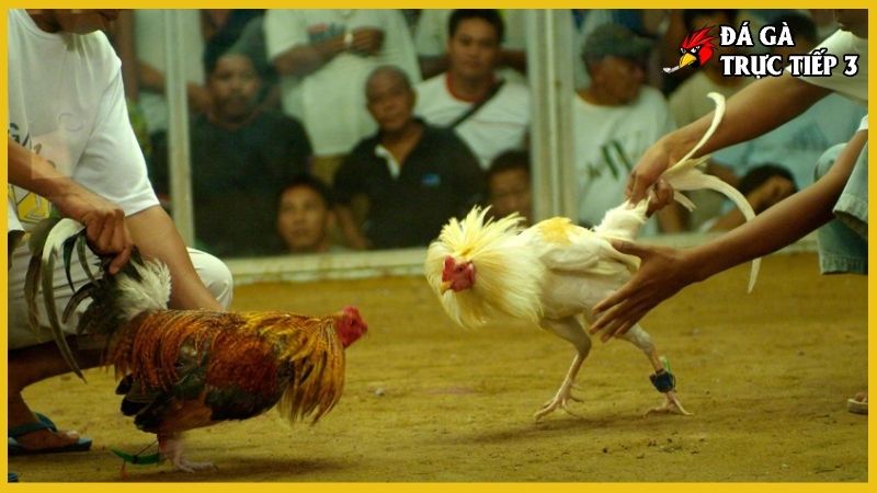 Đá gà cựa sắt - Kiến thức nuôi gà hay chuẩn kinh kê 5 Đá gà cựa sắt là gì?