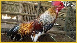 Gà ngũ sắc chân trắng