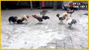 Gà tre đá cựa