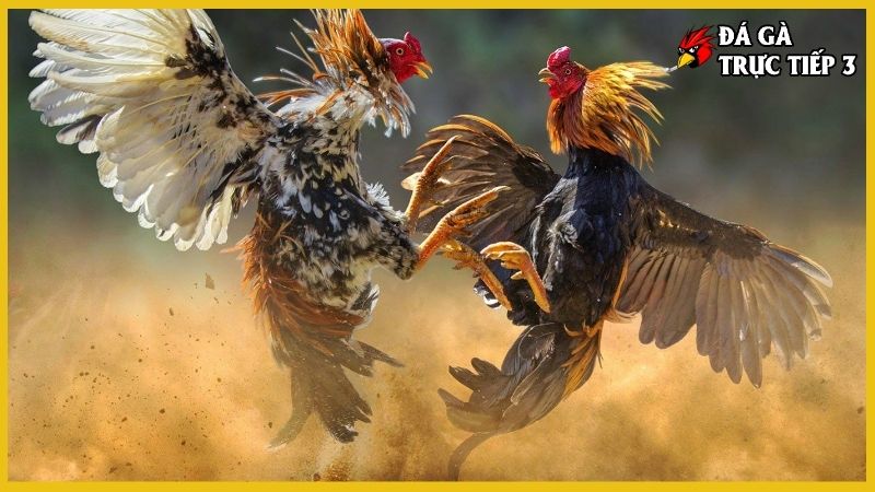 Trang Chủ 4 Link xem trực tiếp đá gà chất lượng