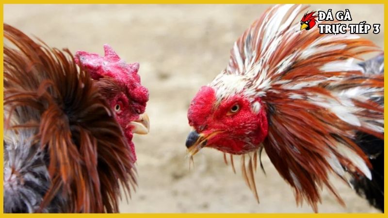 Trang Chủ 6 Miền Tây đá gà trực tiếp mỗi ngày