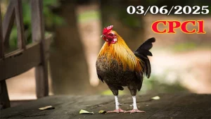 Full Clip Đá Gà Trực Tiếp C1 Ngày 03/06/2025