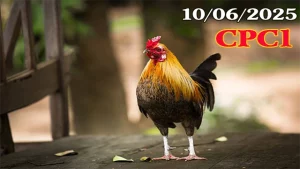 Full Clip Đá Gà Trực Tiếp C1 Ngày 10/06/2025