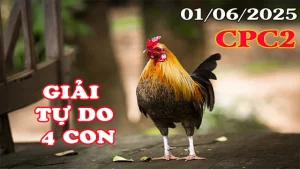 Đá Gà Giải Tự Do 4 Con Thomo C2 Ngày 01/06/2025