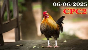 Full Clip Đá Gà Trực Tiếp C2 Ngày 06/06/2025