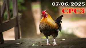 Full Clip Đá Gà Thomo C3 Ngày 07/06/2025
