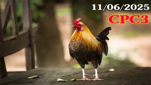 Full Video Clip Đá Gà Thomo C3 Ngày 11/06/2025